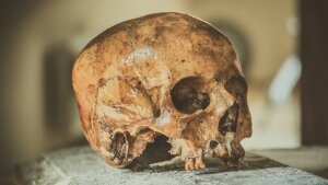 наука, Монголия останки человека история череп (новости), происшествие
