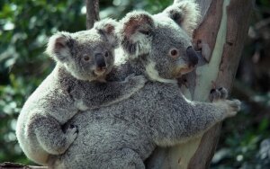 коала, новости австралии, ситуация в мире