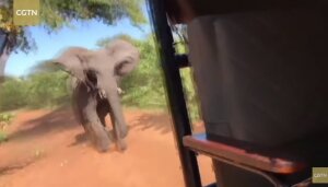 слон, нападение, автомобиль, туристы, удар, видео, мир животных 