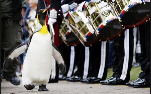 Пингвин, армия норвегии, звание генерала, церемония 