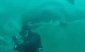 ЮАР, Африка, белая акула, нападение, видео, кадры