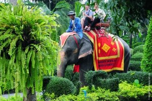 новости мира, новости таиланда, экскурсия в таиланде на слонах, 2 февраля