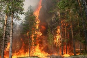 новости мира, сша, монтана, американский национальный парк глейшер горит, 23 июля, пожар в парке глейшер