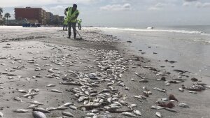 наука, Панама мор рыбы залив аномалия (новости), происшествие