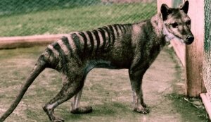 наука, технологии, Австралия мир животных сумчатый волк видео (новости), происшествие