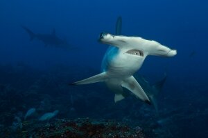 National Geographic, акула, открытие
