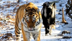 Амур, Тимур, животное, козел, тигр, Приморский сафари-парк, дружба, хищник