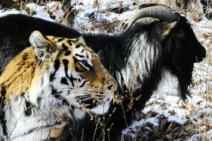 амур, тимур, тигр, козел, новости, животные, зоопарк, приморский сафари-парк