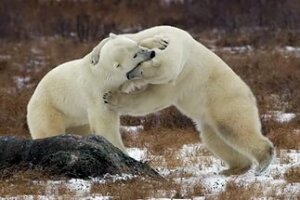 арктика, россия, белые медведи, убили газовщика