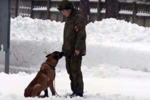 Новости России, Минобороны, кадры, видео, Новый год, служебные собаки