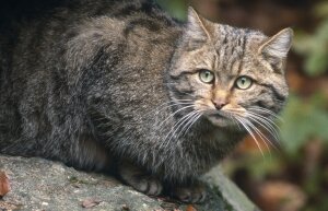 лесной кот, шотландский лес, Клэшиндарроч, животное, Wildcat Haven, Европе, Африке и Азия