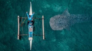 наука, технологии, природные аномалии (новости), монстр, китовая акула, филиппинец 