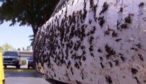 наука, Флорида насекомые видео аномалия машины видео, происшествие