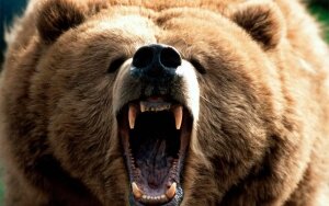 медведь, япония, родители бросили, твиттер, соцсеть