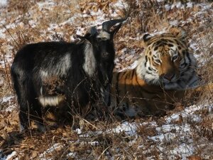 тигр амур, козел тимур, россия, общество, мир животных