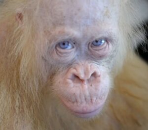 орангутанг-альбинос, орангутанг, обезьяна, рукотворный остров, краудфандинг, браконьеры, ученые, экологи, джунгли, животное, суматранский орангутанг, Суматра, Индонезия