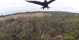 орел, дрон, битва, бой, беспилотник, Австралия
