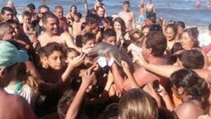Аргентина, селфи, ла-платский дельфин, видео, иносми
