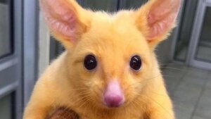 наука, технологии, покемон поссум Австралия мир животных мультфильм (новости), аномалия
