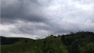 наука, Бразилия дождь пауки аномалия видео, происшествие