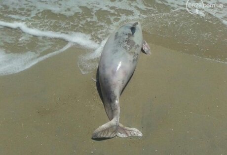 дельфин, мариуполь, азовское море