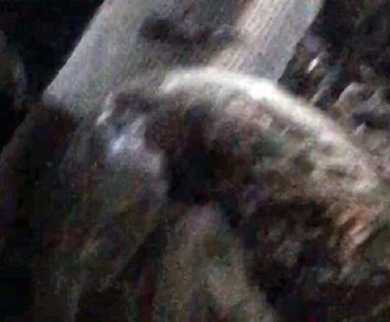 Детеныш пришельца из фильма ʺЧужойʺ: в заброшенном здании Курска школьники нашли фрагменты монстра – кадры 